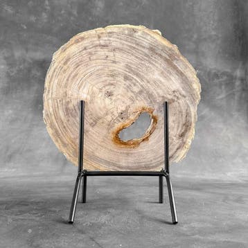 Belle tranche de bois pétrifié sur un socle personnalisé -
