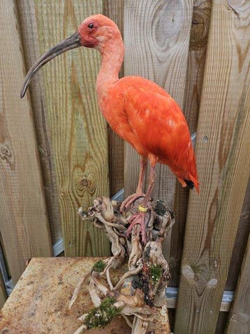 Rode Ibis Taxidermie volledige montage - Eudocimus Ruber -, Verzamelen, Nieuw