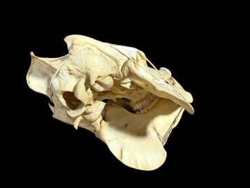 Halsbandpekari Taxidermie volledige montage - Pecari tajacu, Nieuw