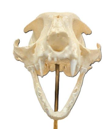 huiskat Schedel - (Felis catus) - Museum Grade Replica - 8