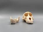 Aap Schedel - Papio Ursinus - 9 cm - 8 cm - 14 cm- CITES