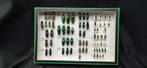 World Beetles Elateridae Collection (39x26 cm) - Diorama
