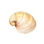 Heart Cockle - volledige schelp (2 helften) Skelet - Glossus, Nieuw