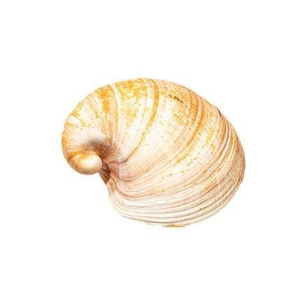 Heart Cockle - volledige schelp (2 helften) Skelet - Glossus, Verzamelen, Dierenverzamelingen