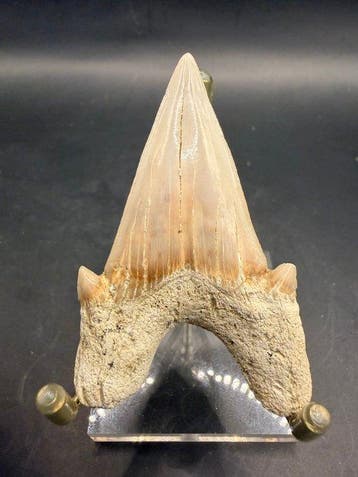 Requin - Dent fossile - Otodus obliquus - 6.3 cm (Sans prix