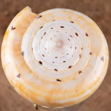 Cabinet de curiosités moderne - Conus betulinus - Grande