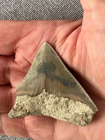 Megalodon-tand 6,0 cm - Fossiele tand - Carcharocles