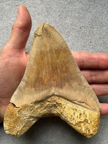 Groot Megalodon-tand 13,9 cm - Fossiele tand - Carcharocles