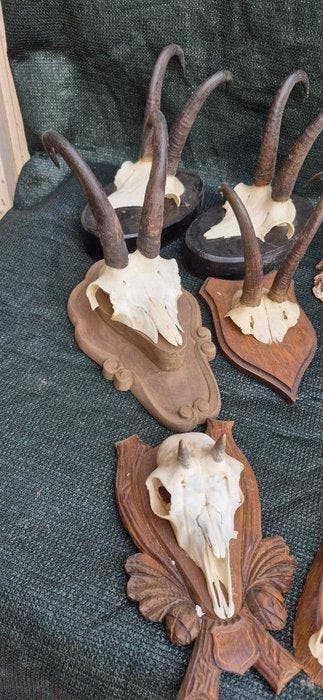 Gems Taxidermie wandmontage - Rupicapra rupicapra - lot de 9