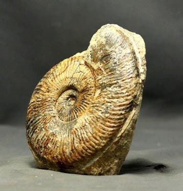 Een grote - Prachtige ammoniet met goed bewaarde schelp - -