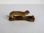 Belette Support de corps entier pour taxidermie - Mustela, Nieuw