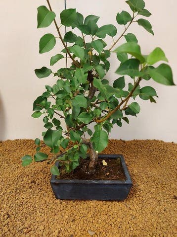 prunus mahaleb - Hoogte (boom): 36 cm - Diepte (boom): 23 cm