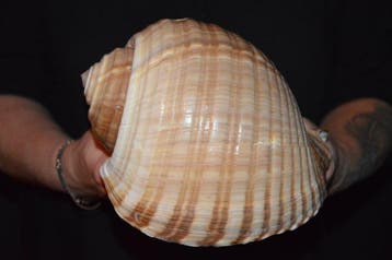 Zeeslak Zeeschelp - S-553 TONNA AMPULLACEA (Zonder