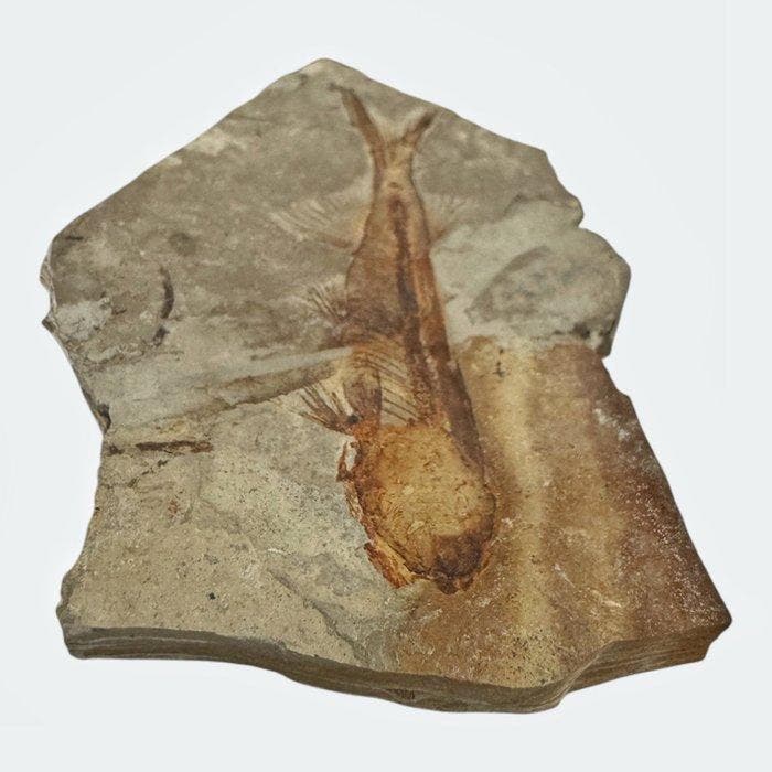 Vis - Gefossiliseerd dier - Fossil Fish from China, Collections, Minéraux & Fossiles
