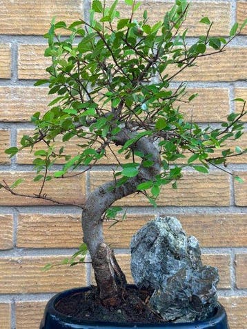 Chinese iep bonsai (Ulmus parviflora) - Hoogte (boom): 30 cm