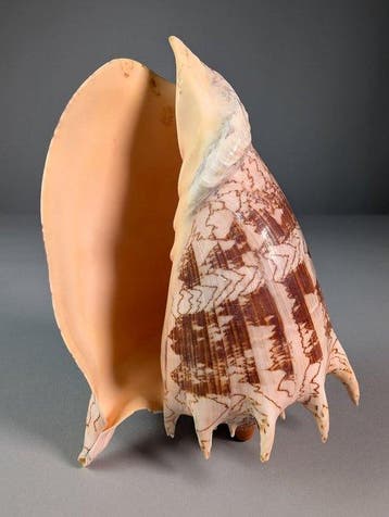 Coquille de volute noble Coquillage marin - Cymbiola nobilis, Verzamelen, Dierenverzamelingen, Nieuw