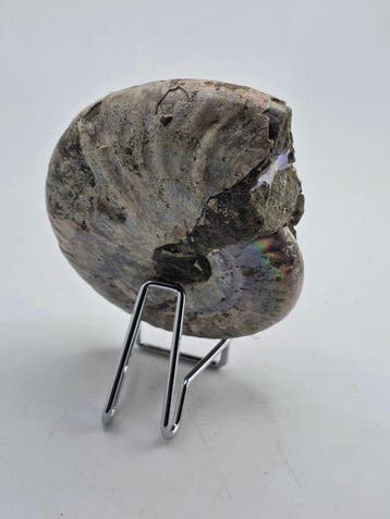 Ammonite - Animal fossilisé - Cleoniceras Ammonite Fossil, Collections, Minéraux & Fossiles