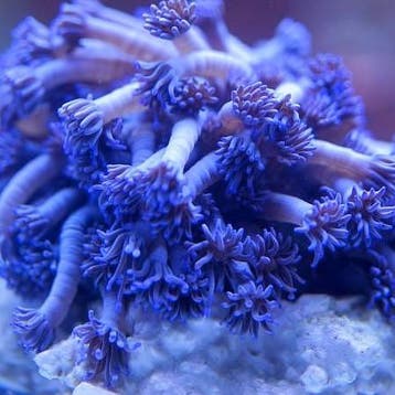 Goniopora Tenuidens Blauw/Paars L (8-9 cm)