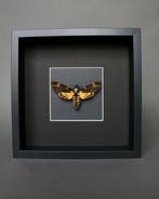 Mot Taxidermie volledige montage - Acherontia atropos - 25, Nieuw