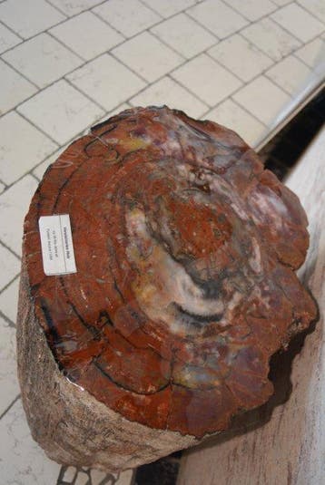 Versteend hout - Gefossiliseerd hout - 63 cm - 45 cm, Verzamelen, Mineralen en Fossielen