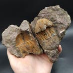 Trilobiet - Gefossiliseerd dier - Ectillaenus benignensis, Verzamelen, Mineralen en Fossielen