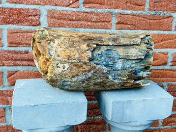 Wolharige mammoet - Gefossiliseerde slagtand - Mammuthus, Verzamelen, Mineralen en Fossielen