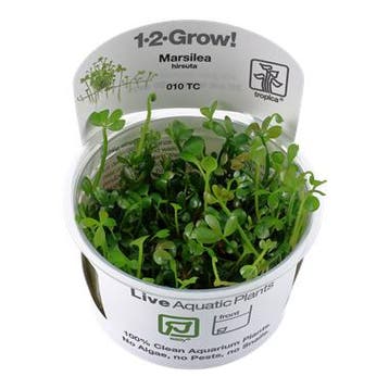 Tropica Marsilea hirsuta 1-2-grow! (easy), Verzenden