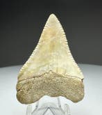 requin blanc - Dent fossile - 4.5 cm - 3 cm, Collections