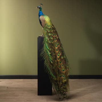 Blauwe Pauw Taxidermie Opgezette Dieren By Max, Ophalen of Verzenden, Nieuw, Vogel, Opgezet dier
