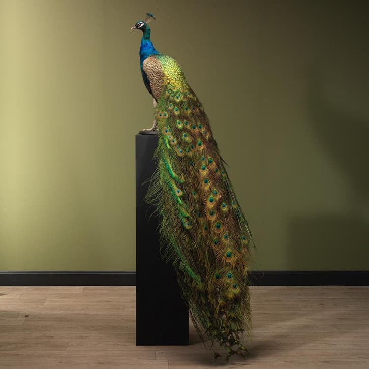 Blauwe Pauw Taxidermie Opgezette Dieren By Max, Collections, Collections Animaux, Enlèvement ou Envoi