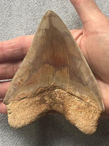Megalodon tand 11,7 cm - Fossiele tand - Carcharocles