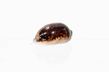 bijna zwarte Cypraea $$$ Zeeslak $$$ zeldzaam en begeerd, Nieuw