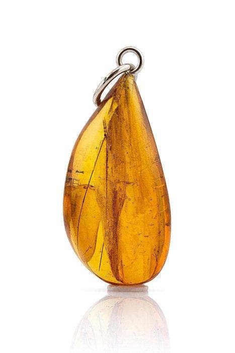 Uitzonderlijke Baltisch amberhanger met FLY – Natuurlijke, Collections, Minéraux & Fossiles