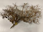 ThaiWood Yellow selected A10 - 70x23x45cm (bonsai bomen), Ophalen of Verzenden, Nieuw, Plant(en), Steen of Hout