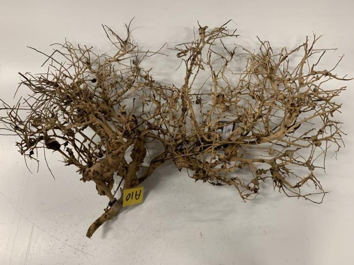 ThaiWood Yellow selected A10 - 70x23x45cm (bonsai bomen), Dieren en Toebehoren, Vissen | Aquaria en Toebehoren, Plant(en), Steen of Hout