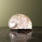 Turbo Schelp Parelmoer Taxidermie Opgezette Dieren By Max, Verzamelen, Ophalen of Verzenden, Nieuw, Wild dier, Opgezet dier