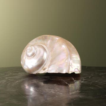 Turbo Schelp Parelmoer Taxidermie Opgezette Dieren By Max, Verzamelen, Ophalen of Verzenden, Nieuw, Wild dier, Opgezet dier