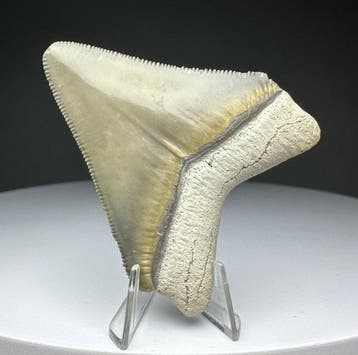 Megalodon - Fossiele tand - 6 cm - 5 cm, Verzamelen, Mineralen en Fossielen