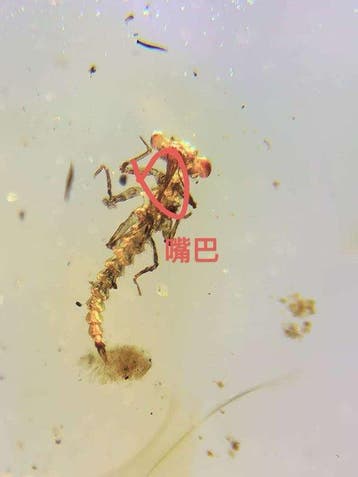 Amber - Barnsteen - Calopterygidae(Damselfly) - 11.2 mm -