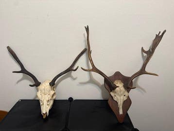 Trophée de chasse, Antiquités & Art