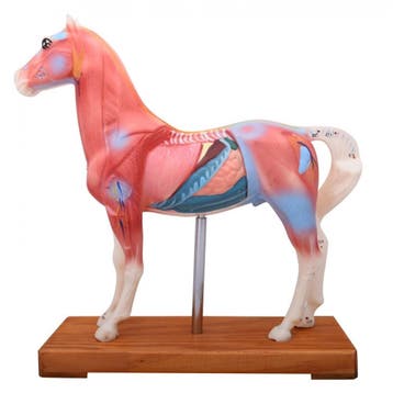 Anatomisch model paard met accupuntuur punten ST-ATM128, Verzenden, Nieuw