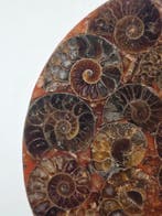 Ammoniet - Gefossiliseerd dier - Aioloceras (Cleoniceras)