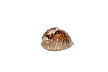Escargot de collection - Escargot Kauri $$$ GEM $$$ État top, Nieuw