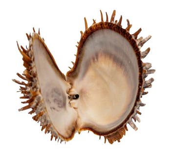 Edel natuurkunstwerk: Europese stekelachtige oester, Nieuw
