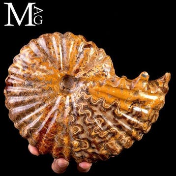 Ammoniet fossiel Lucidata – Madagaskar - Fossiel fragment -