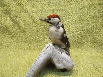 Grote bonte specht Taxidermie volledige montage -, Verzamelen, Nieuw