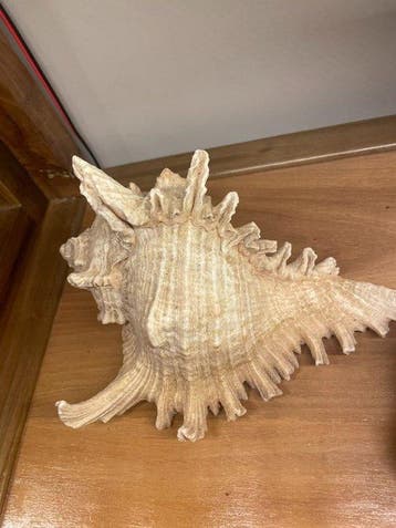 Zeeslak Zeeschelp - conch (Zonder minimumprijs)