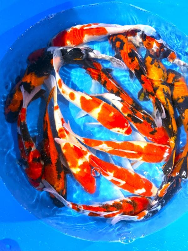 Hirasawa Marusei 30-37cm (Japanse Koi), Jardin & Terrasse, Étangs, Enlèvement ou Envoi