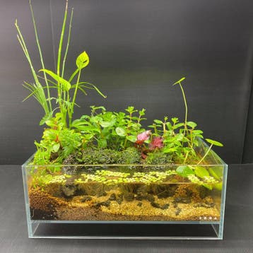 DOOA Neo Glass AIR, Dieren en Toebehoren, Verzenden, Nieuw