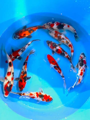 Hirasawa Marusei 27-32cm (Japanse Koi), Ophalen of Verzenden